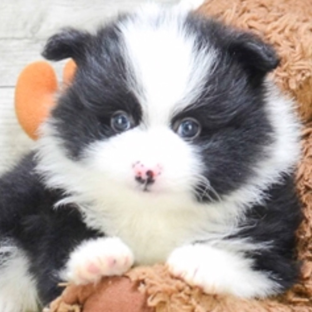 Meet your Posher, Willa